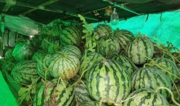 朝阳号外官网免费吃瓜